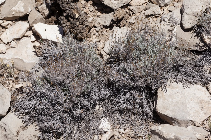 Thymophylla setifolia var. greggii photo 5