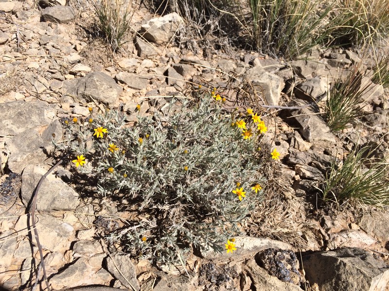 Thymophylla setifolia var. greggii photo 6