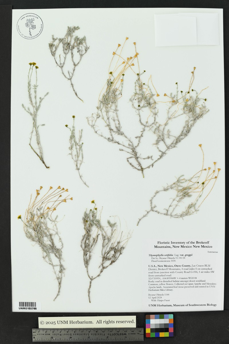 Thymophylla setifolia var. greggii photo 7
