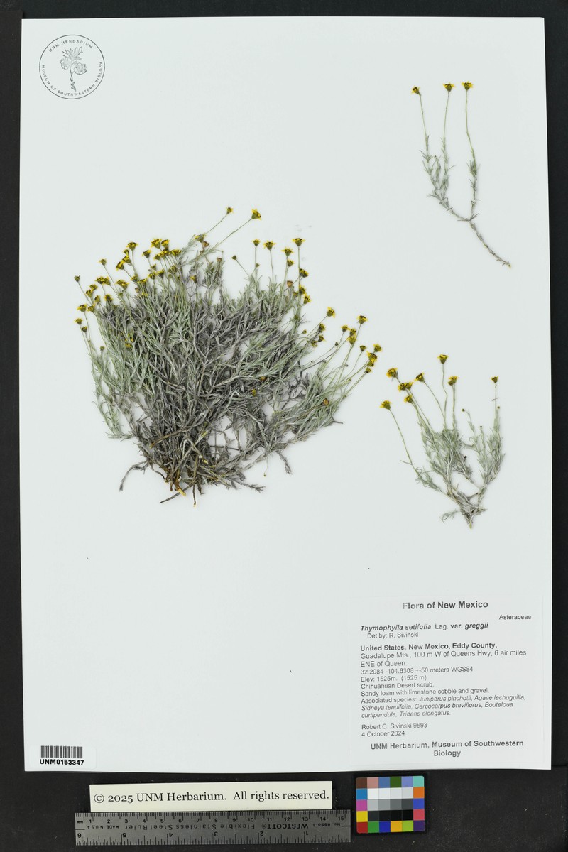 Thymophylla setifolia var. greggii photo 8