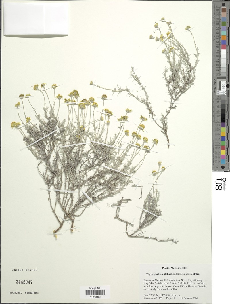 Thymophylla setifolia var. setifolia