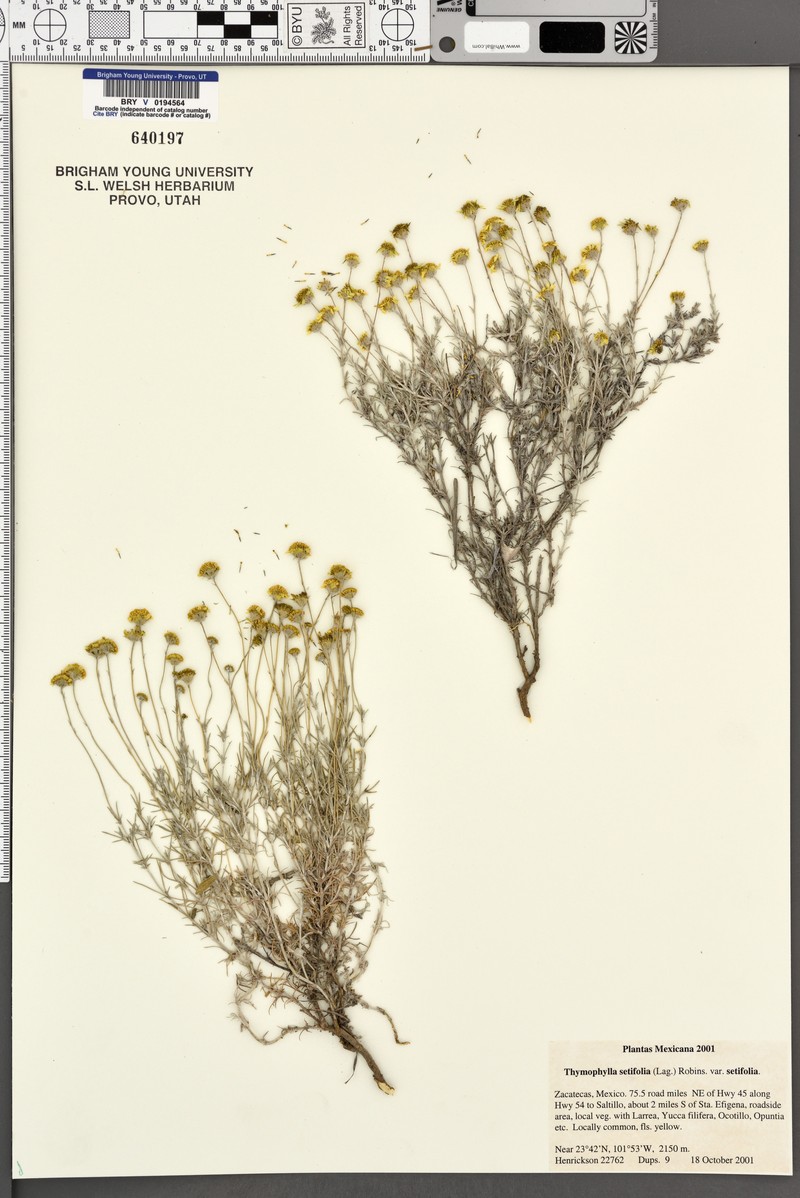 Thymophylla setifolia var. setifolia photo 2