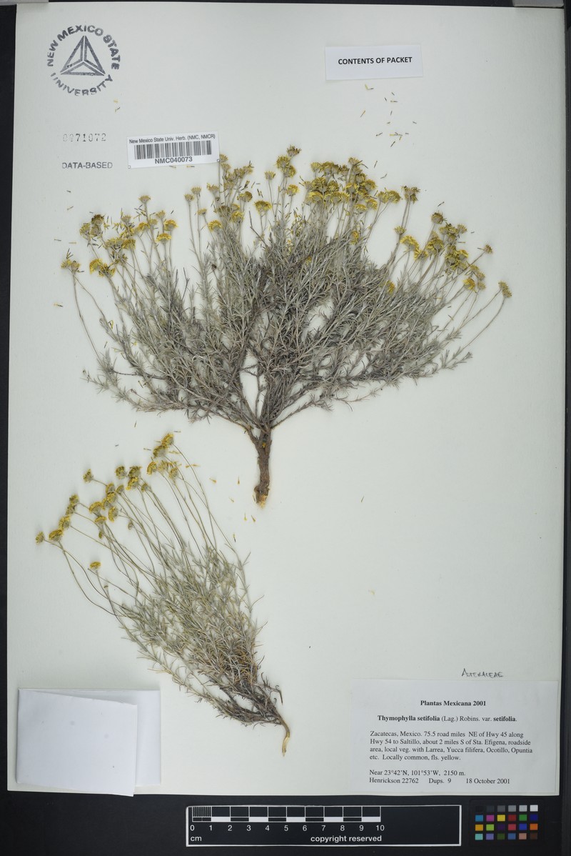 Thymophylla setifolia var. setifolia photo 3