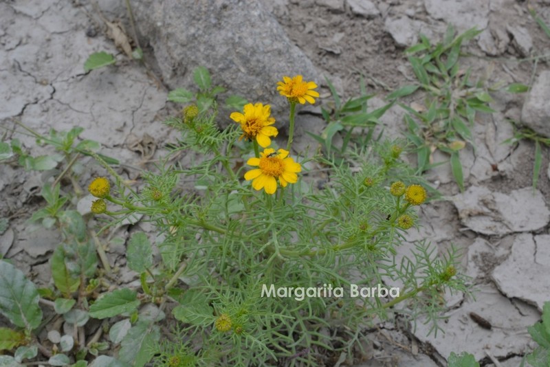 Thymophylla tenuifolia
