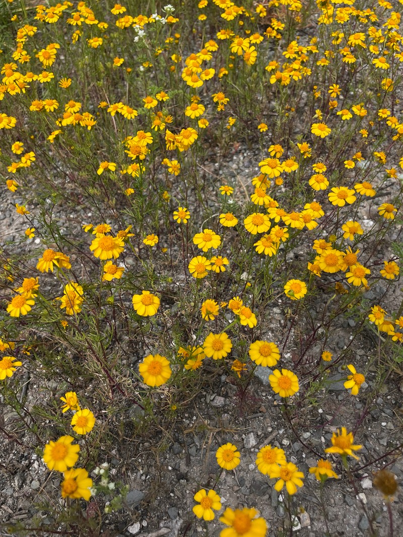 Thymophylla tenuifolia photo 4