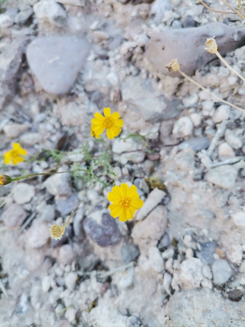 Thymophylla tenuifolia photo 6