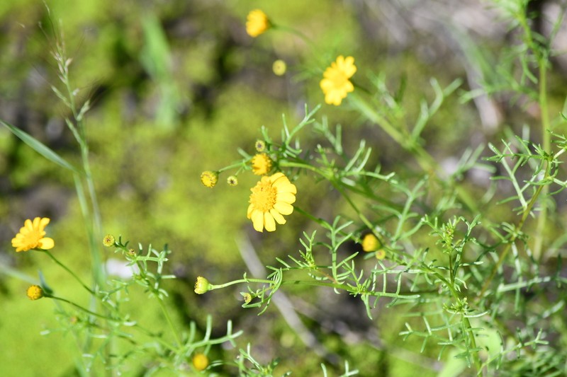 Thymophylla tenuifolia photo 7