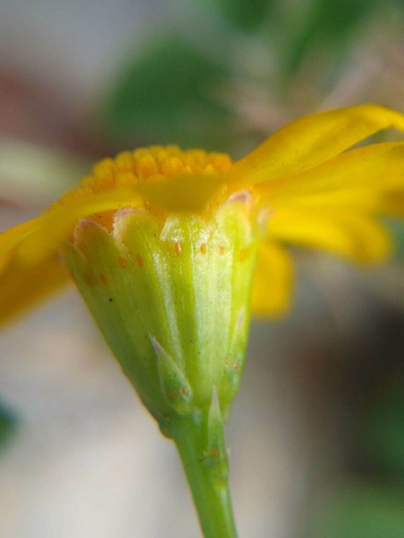 Bristleleaf Pricklyleaf photo 2
