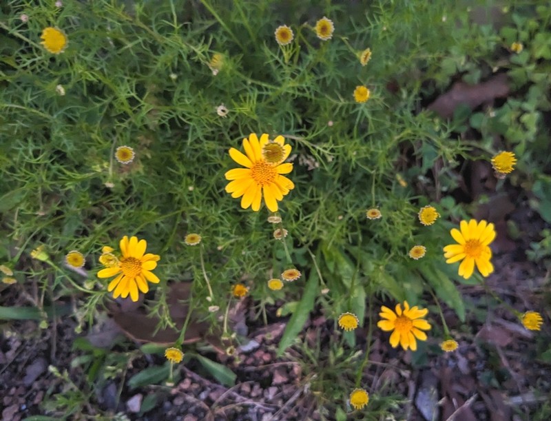 Bristleleaf Pricklyleaf photo 4