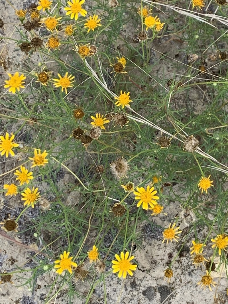 Bristleleaf Pricklyleaf photo 5