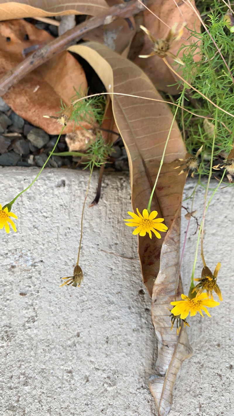 Bristleleaf Pricklyleaf photo 6