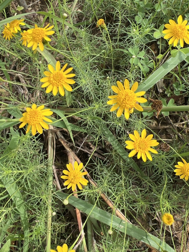 Bristleleaf Pricklyleaf photo 7