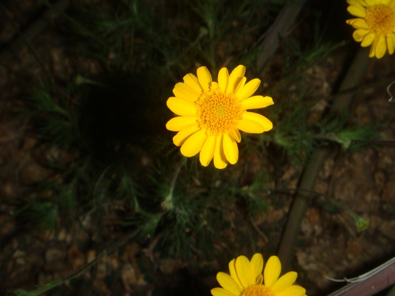 Bristleleaf Pricklyleaf