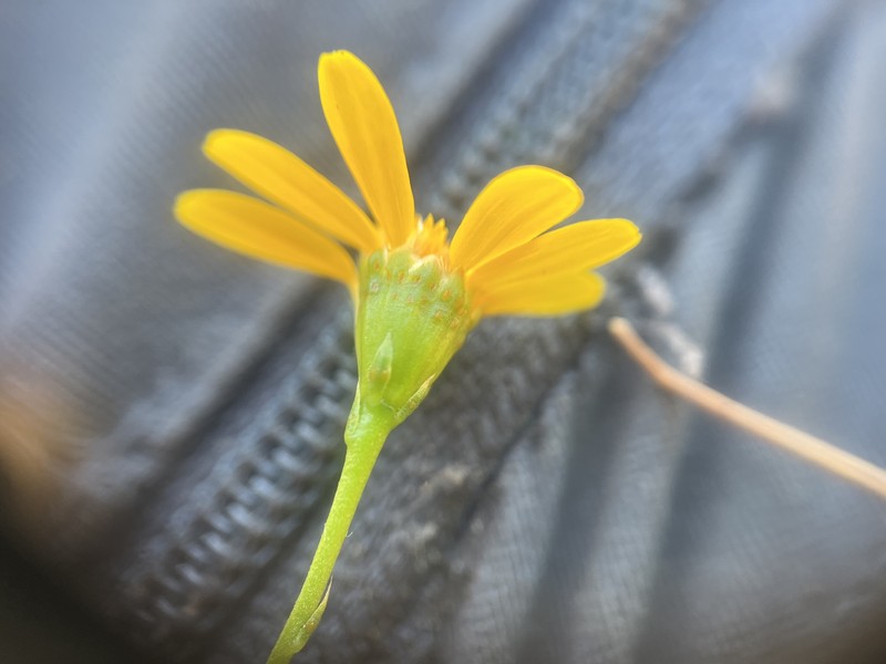 Thymophylla tenuiloba var. tenuiloba