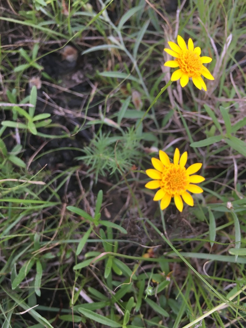 Thymophylla tenuiloba var. tenuiloba photo 3