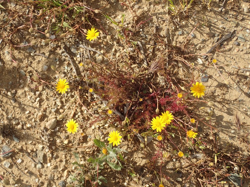 Thymophylla tenuiloba var. tenuiloba photo 4