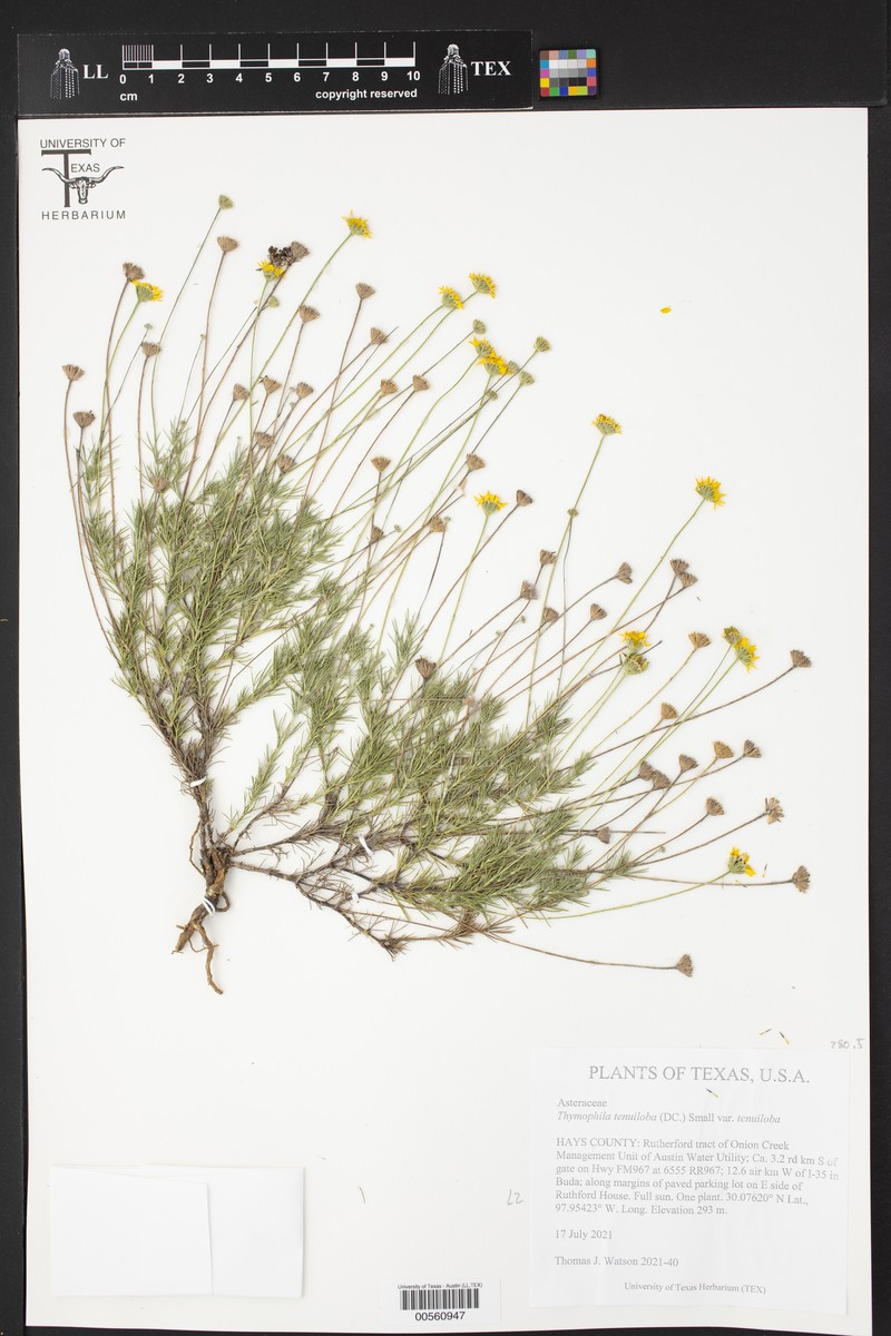 Thymophylla tenuiloba var. tenuiloba photo 5