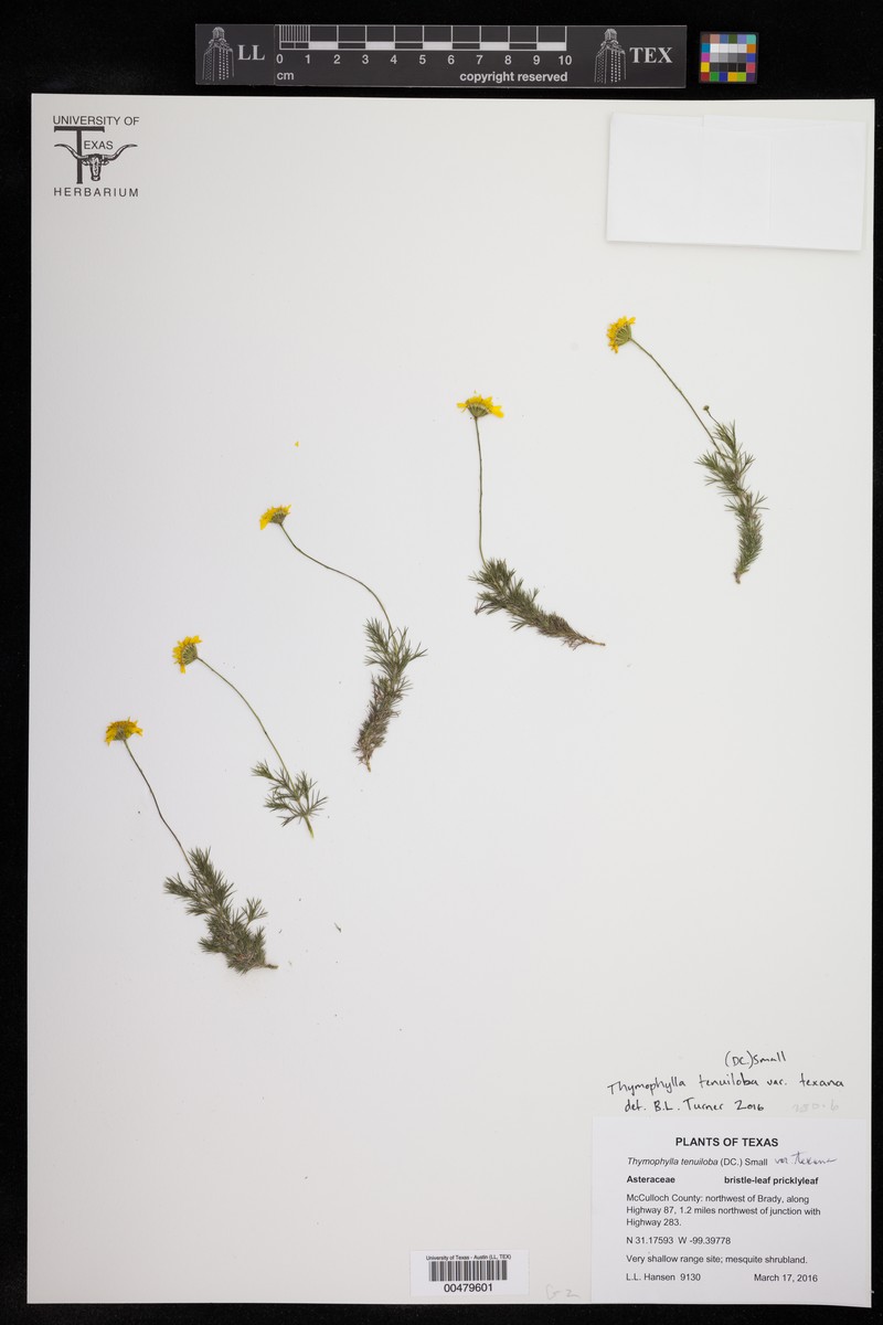 Thymophylla tenuiloba var. texana