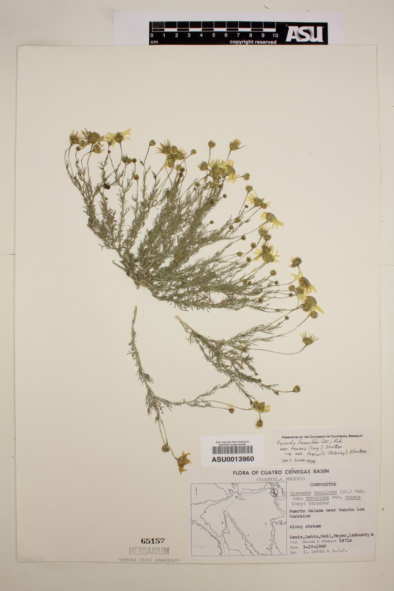 Thymophylla tenuiloba var. texana photo 2