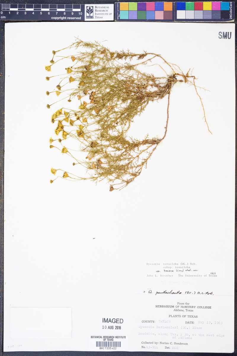 Thymophylla tenuiloba var. texana photo 3