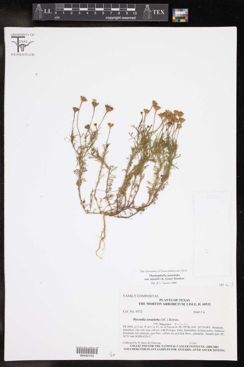 Thymophylla tenuiloba var. treculii