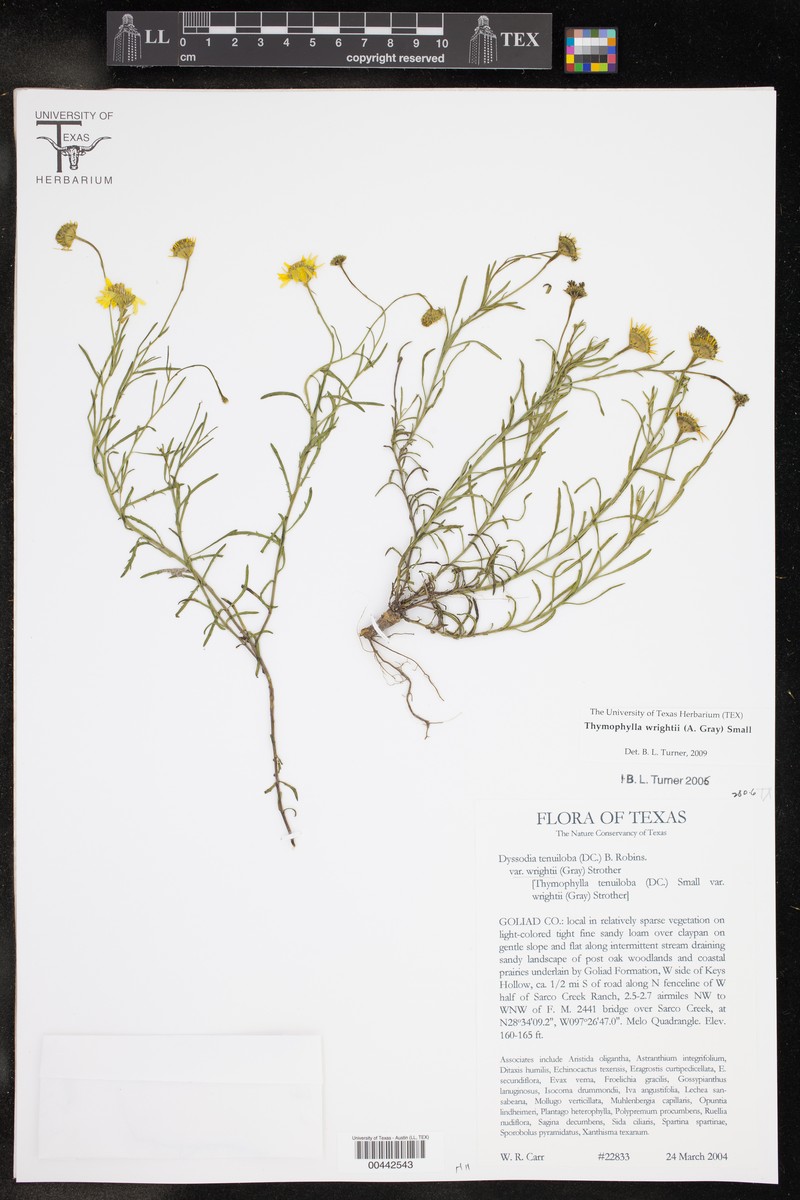 Thymophylla tenuiloba var. wrightii