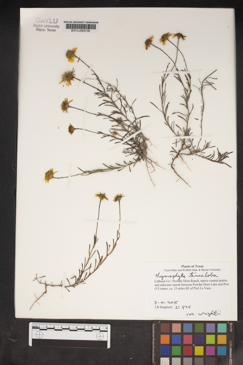 Thymophylla tenuiloba var. wrightii photo 2