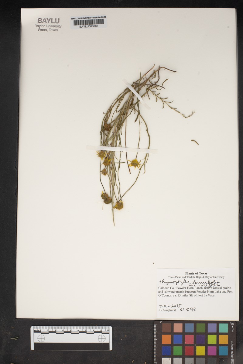 Thymophylla tenuiloba var. wrightii photo 3