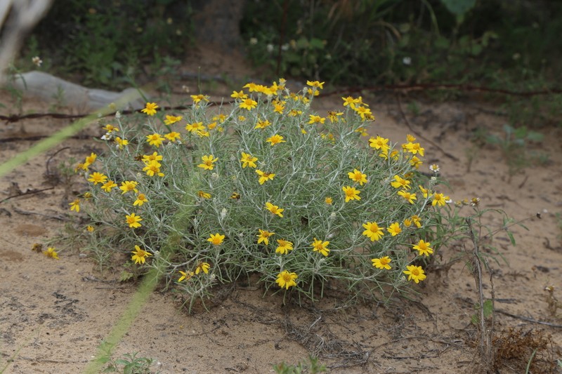 Ashy Pricklyleaf photo 4