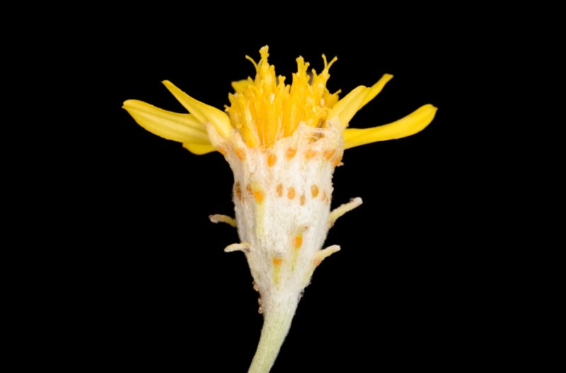 Ashy Pricklyleaf photo 5