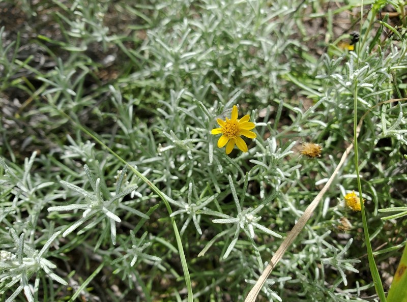 Ashy Pricklyleaf photo 6