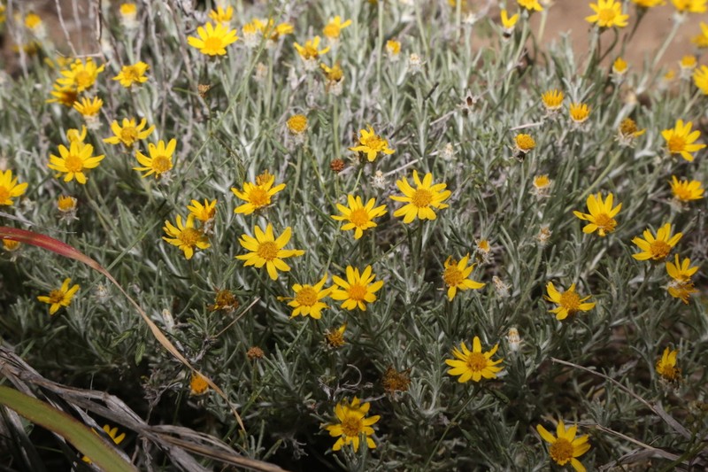 Ashy Pricklyleaf photo 7