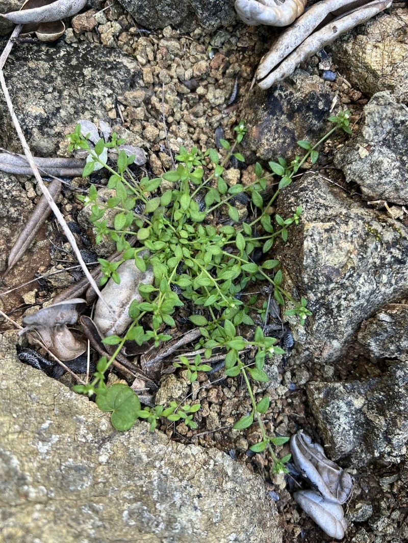 Thymopsis thymoides