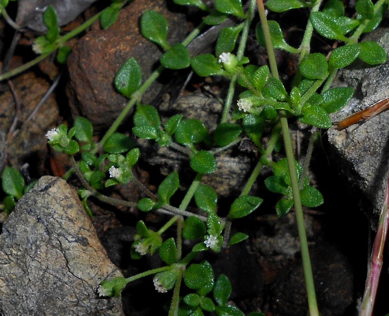 Thymopsis thymoides photo 2