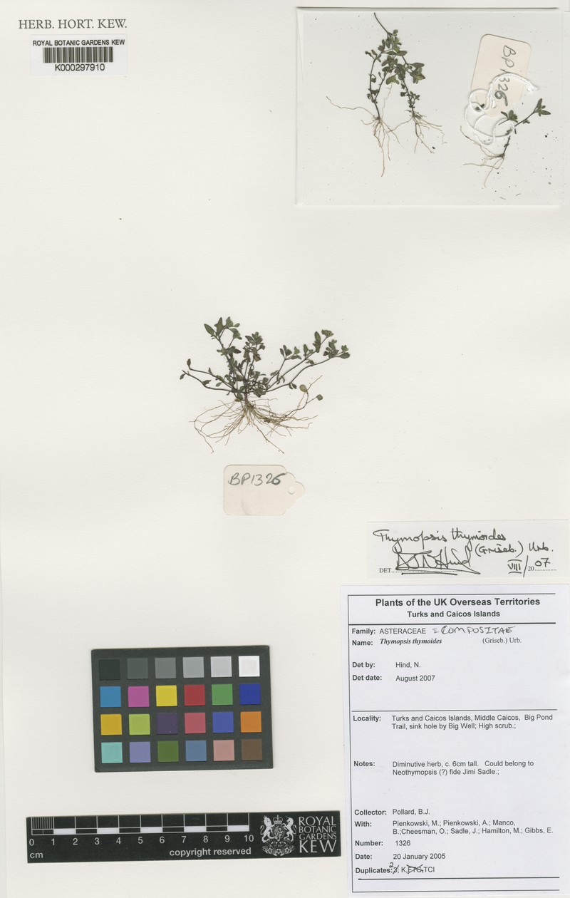 Thymopsis thymoides photo 3