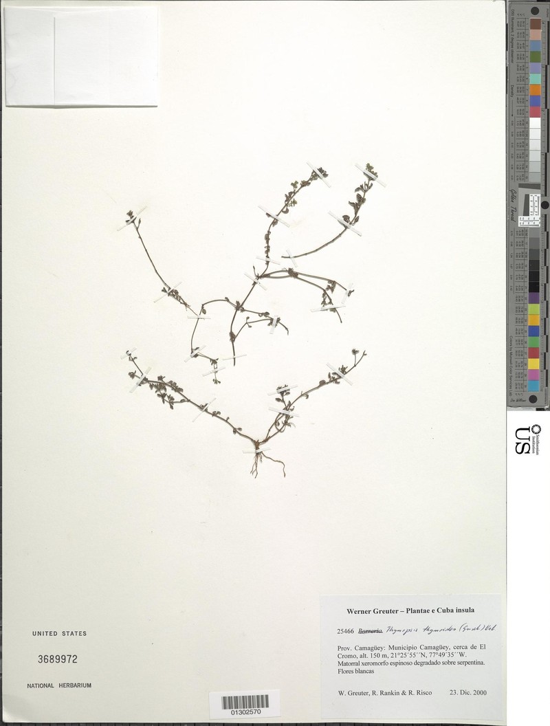 Thymopsis thymoides photo 4
