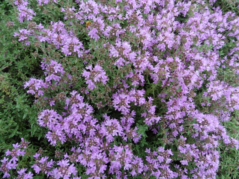 Thymus × tzvelevii