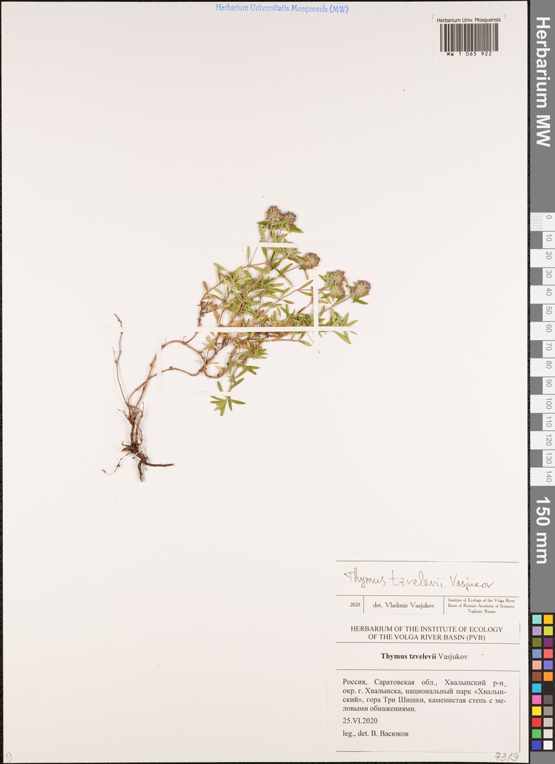 Thymus × tzvelevii photo 2