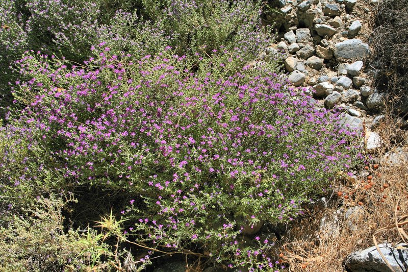Thymus