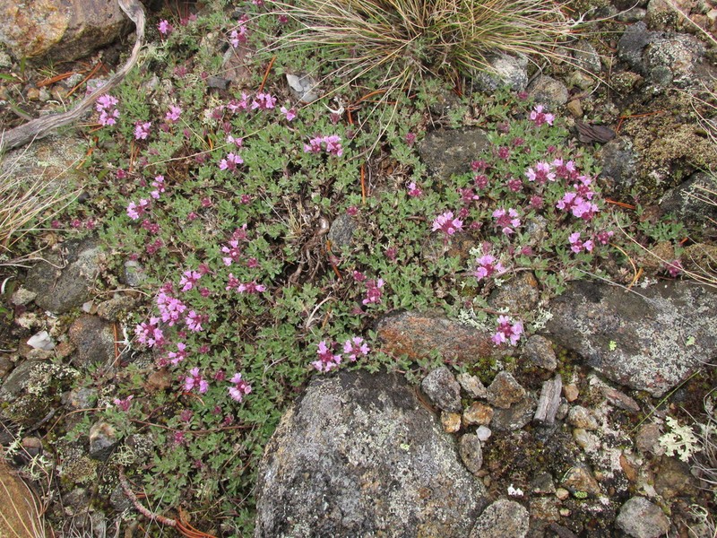 Thymus chamarensis