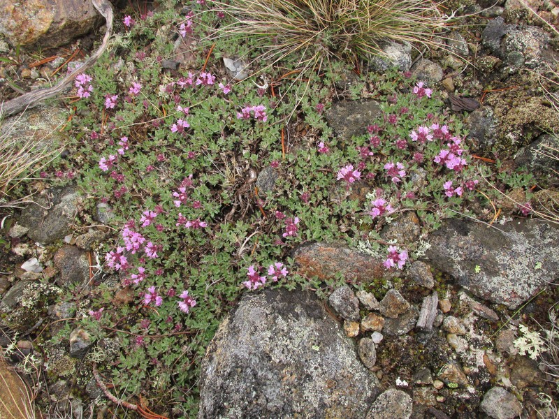 Thymus chamarensis photo 2