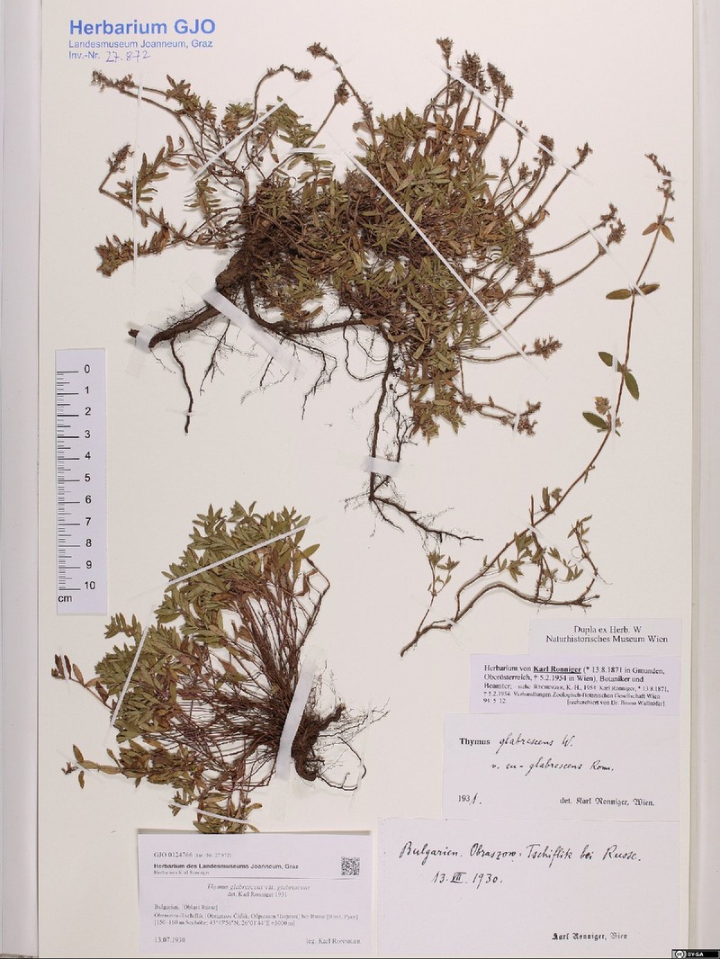 Thymus glabrescens subsp. glabrescens