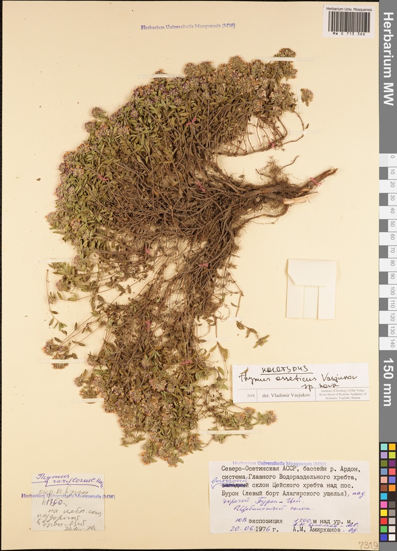 Thymus osseticus
