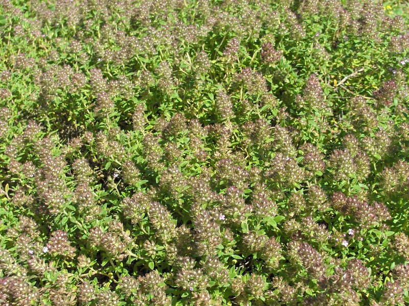 Mother Of Thyme