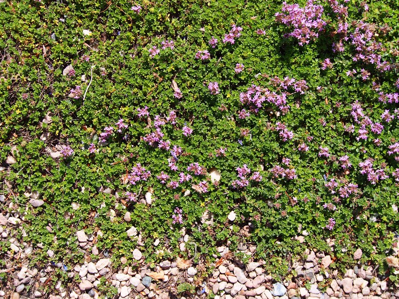Mother Of Thyme photo 2