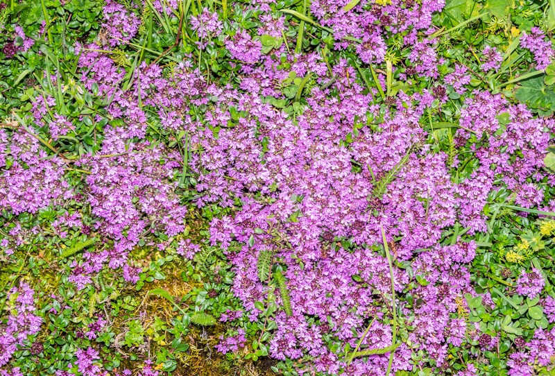 Mother Of Thyme photo 3