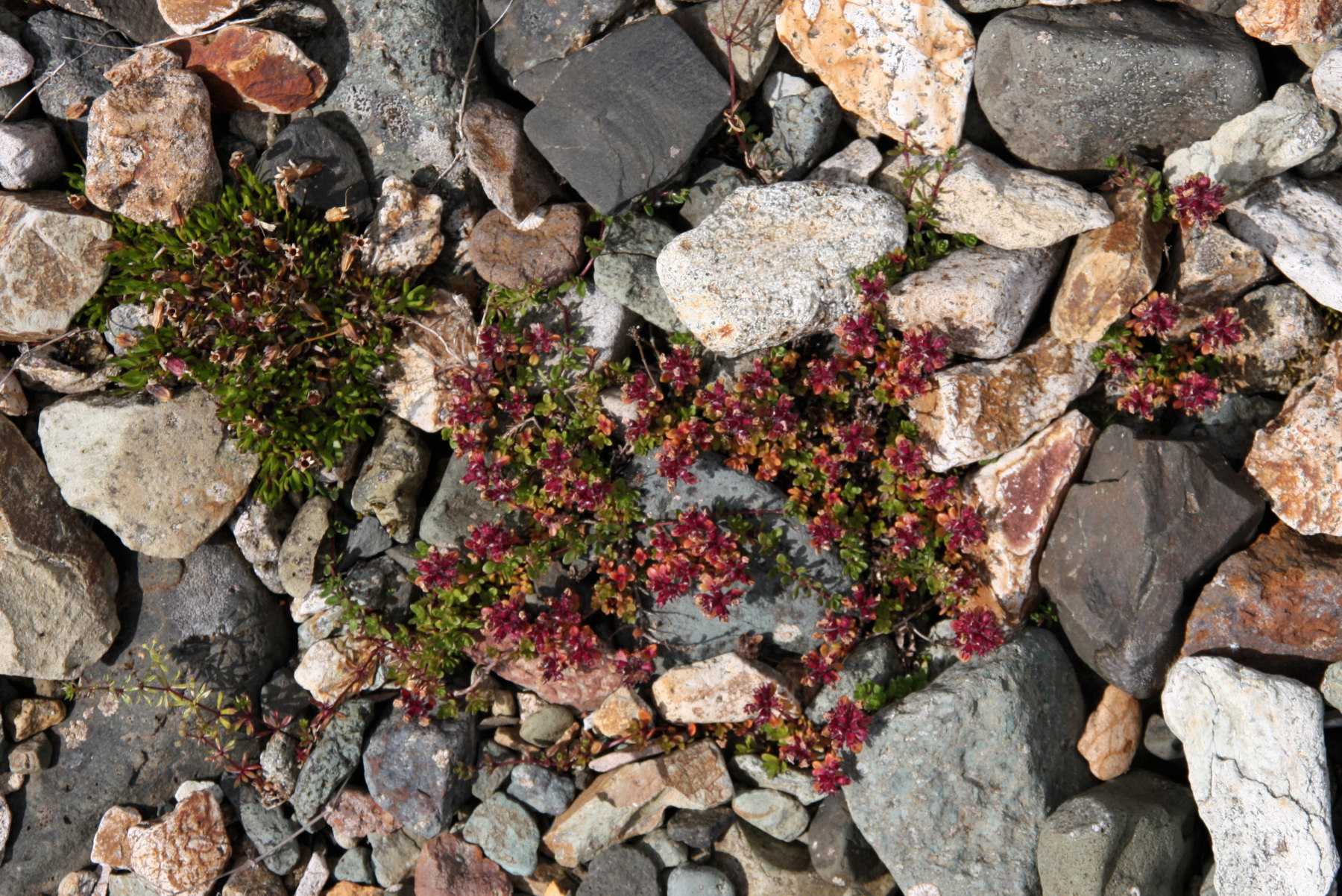 Mother Of Thyme photo 4