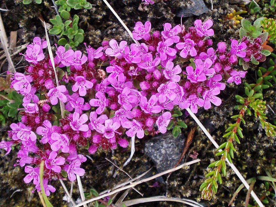 Mother Of Thyme photo 5