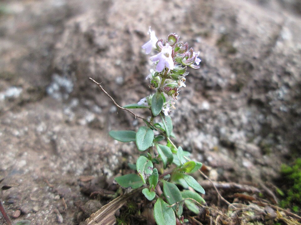 Mother Of Thyme photo 6