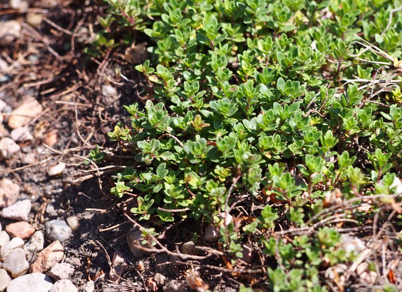 Mother Of Thyme photo 7